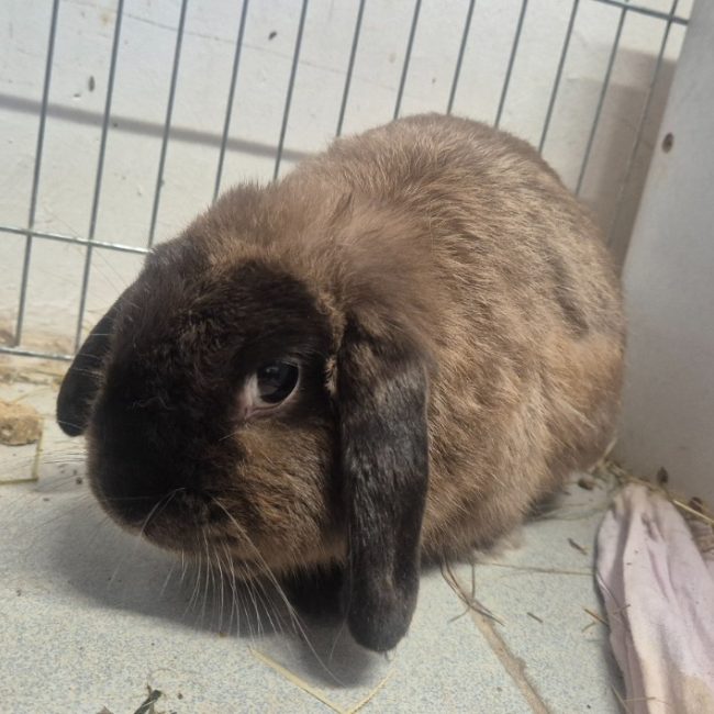 Rush - Rongeur Lapin à adopter