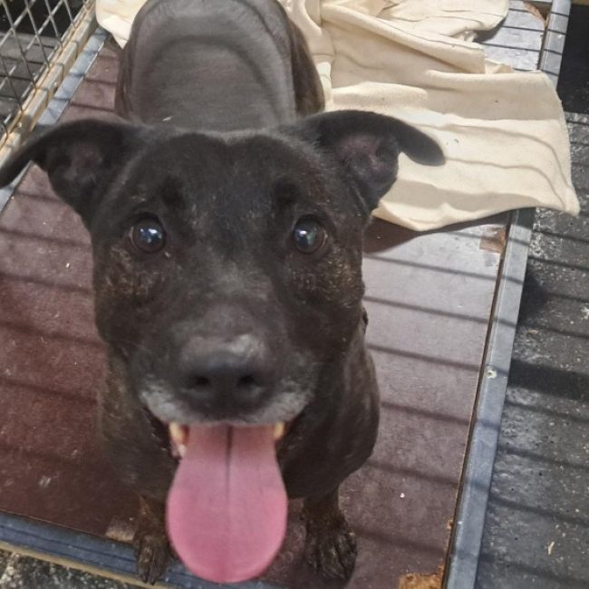 Sony - Chien à adopter
