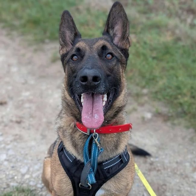Vegas - Chien Berger Belge Malinois à adopter