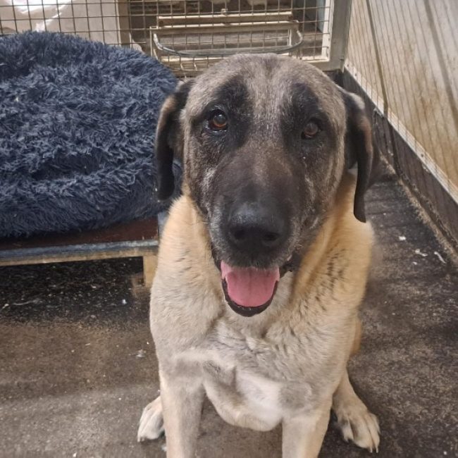 Douman - Chien Berger d'Anatolie à adopter