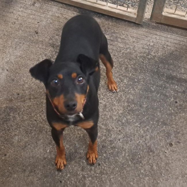 Abbott - Chien Pinscher Nain à adopter