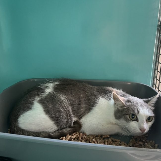 Ciboulette - Chat Européen à adopter
