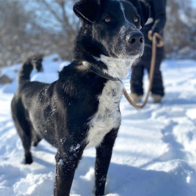 BEAM - Chien Border Collie x Berger Allemand à adopter