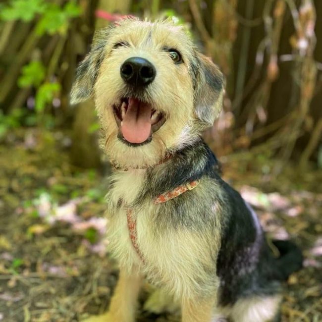 ROMEO - Chien Fox-Terrier à adopter