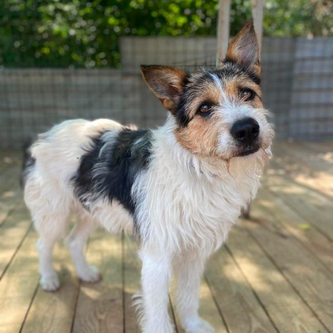 BARBOS - Chien Kromfohrländer x Grand Griffon Vendéen à adopter