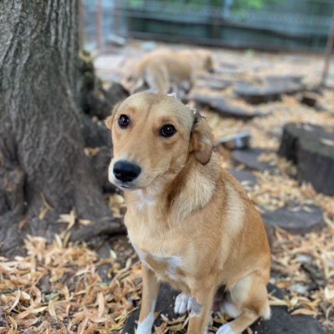FRIDA - Chien Berger Allemand x Labrador-Retriever à adopter