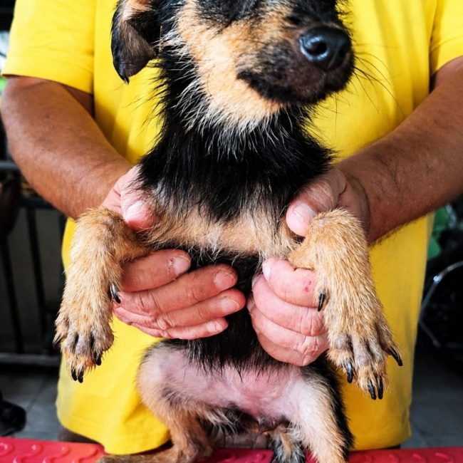 california - Chien à adopter