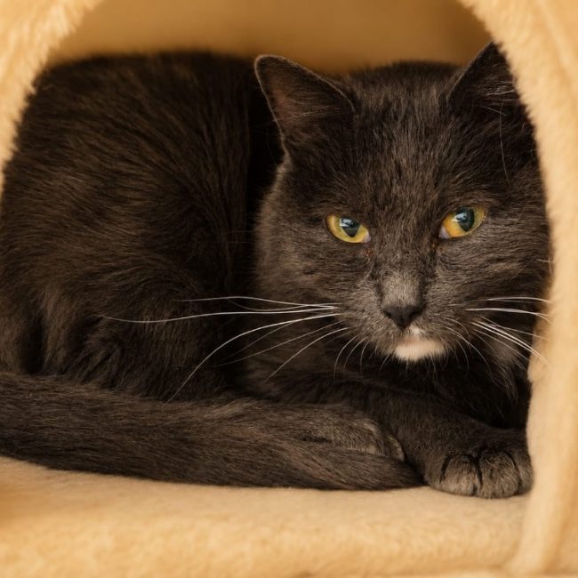 Mia - Chat Européen à adopter