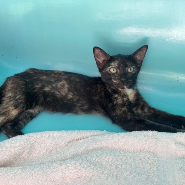 Quelya - Chat Européen à adopter