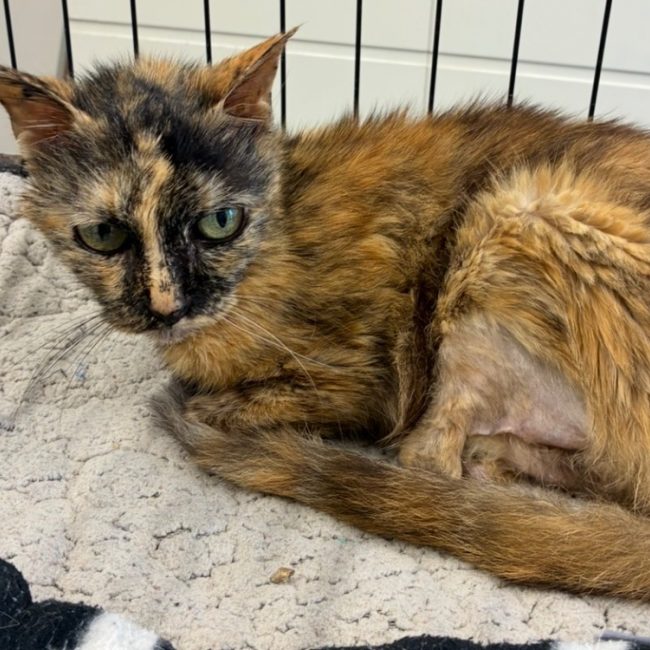Minette - Chat Européen à adopter