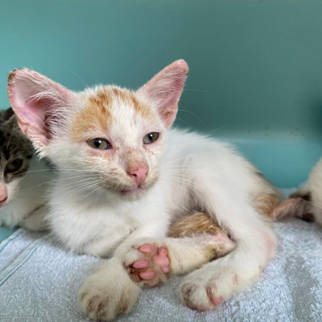 Eros - Chat Européen à adopter