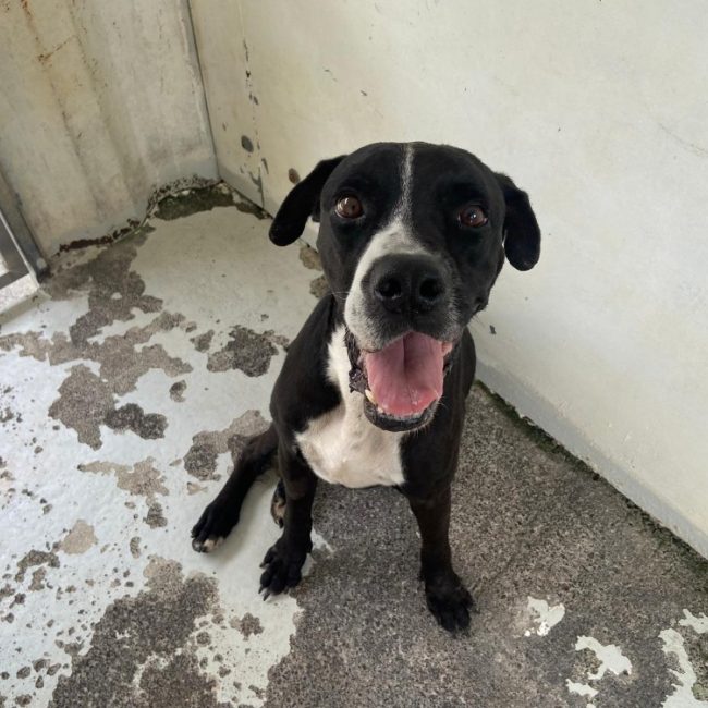 Shadow - Chien à adopter