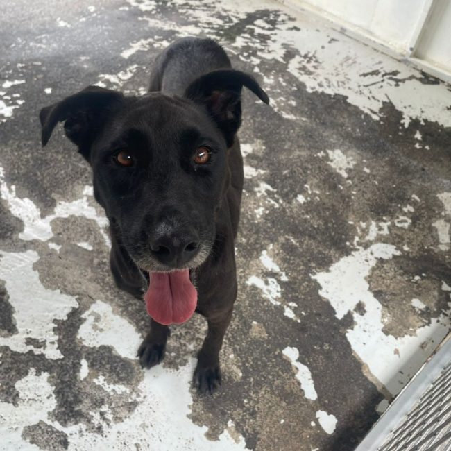 Xima - Chien à adopter