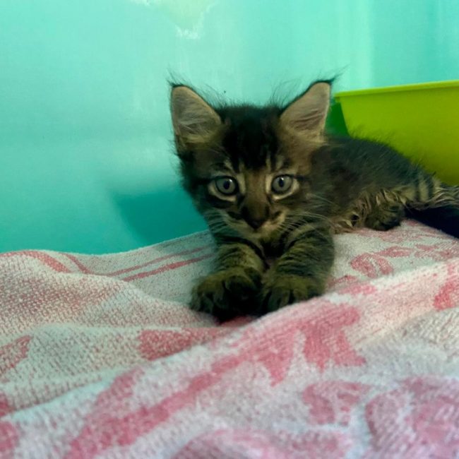 Gerry - Chat Européen à adopter