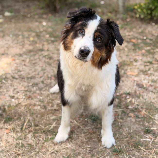 Laya - Chien à adopter