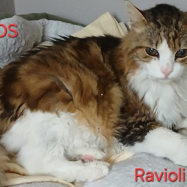 Ravioli - Chat Européen à adopter