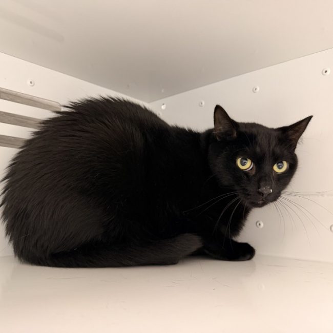 Tsuki - Chat Européen à adopter