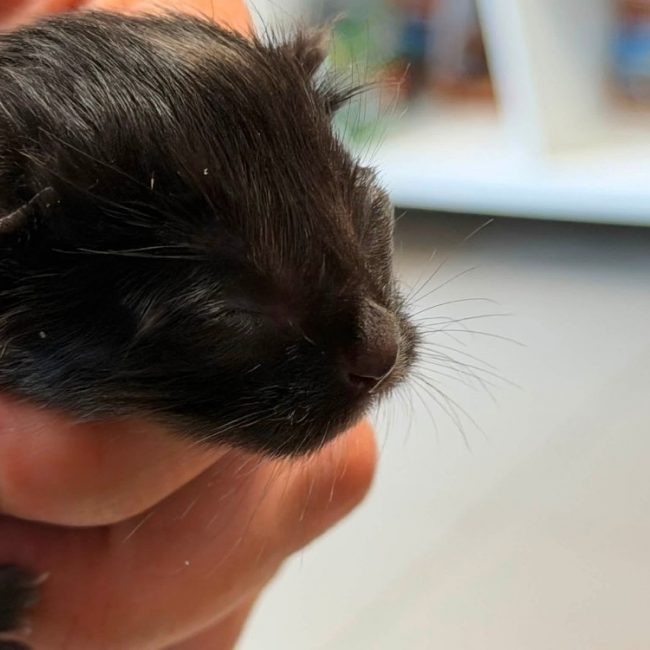 Lila - Chat Européen à adopter