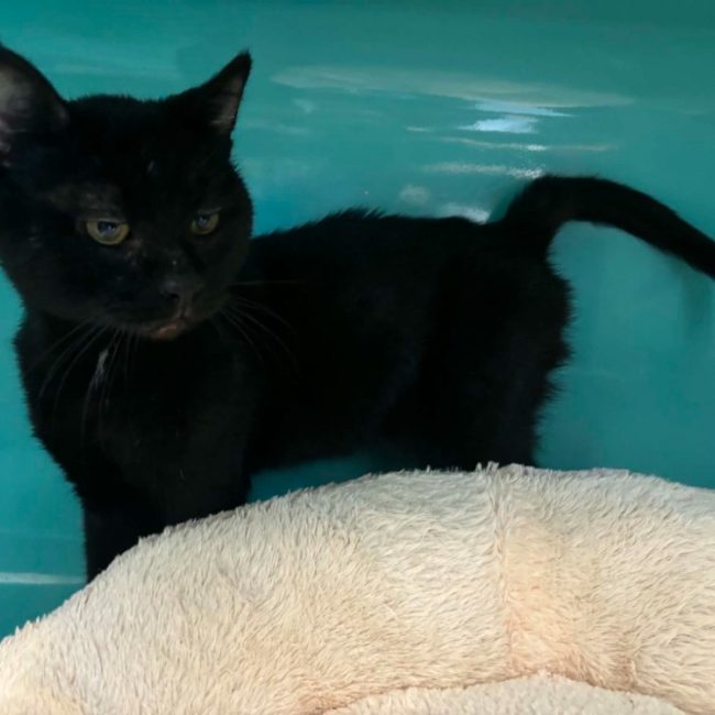 Naruto - Chat Européen à adopter
