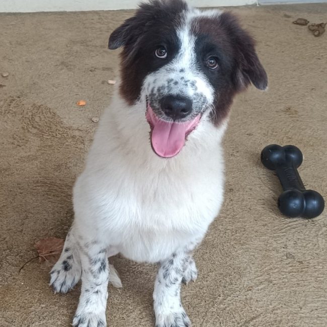 Hoy - Chien à adopter