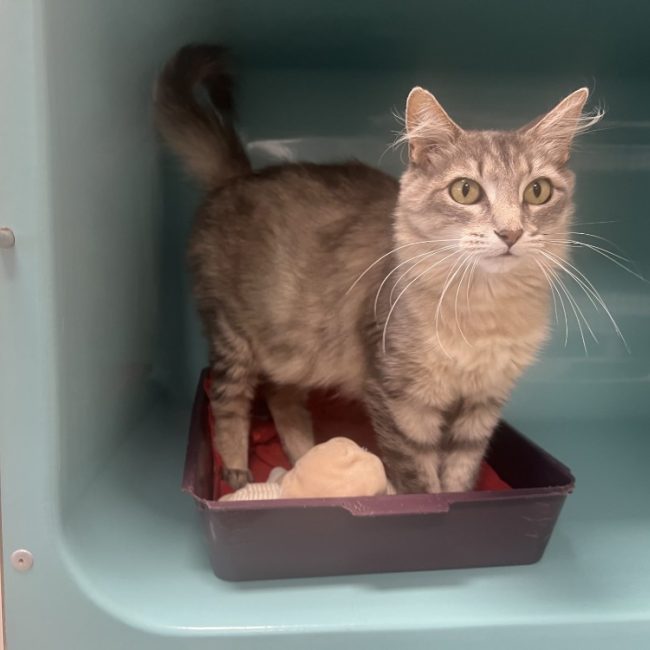 Nuage - Chat Européen à adopter