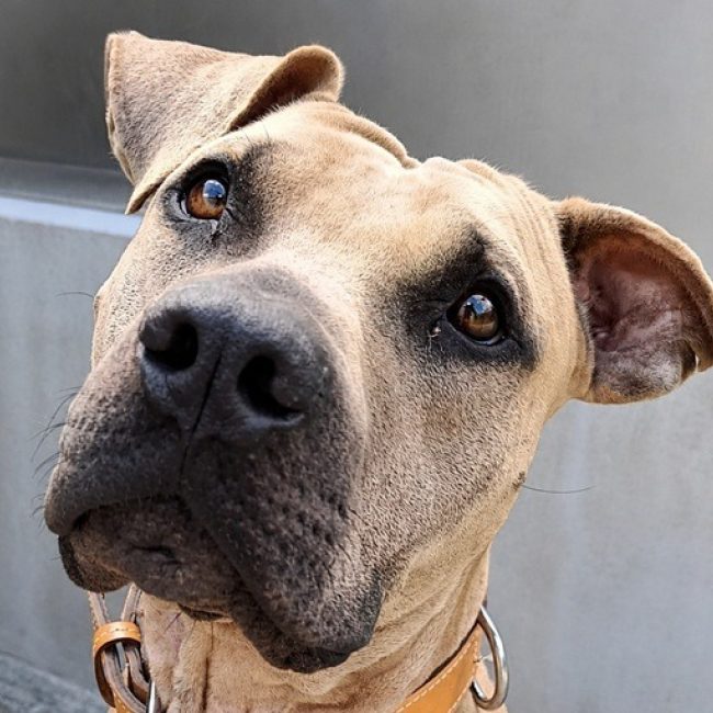Jo - Chien à adopter