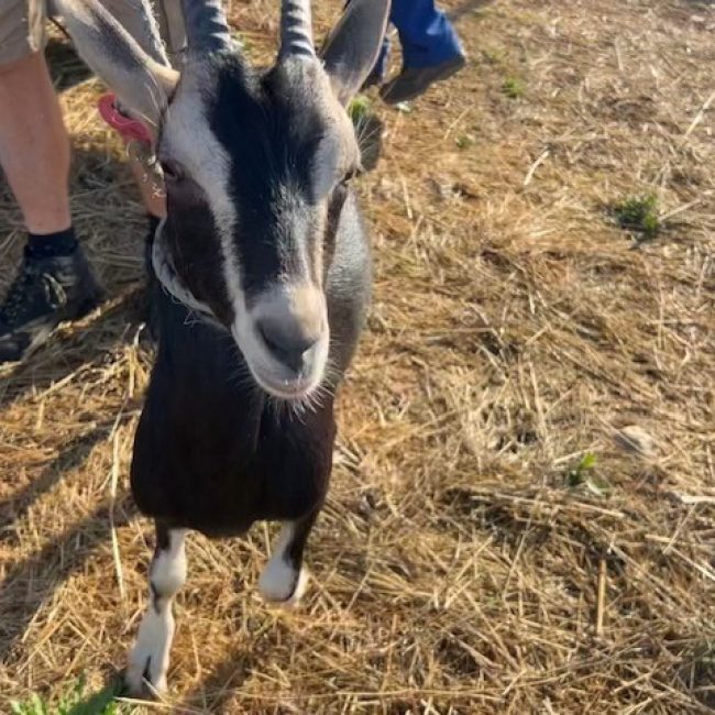Annabelle - Animal de ferme Chèvre à adopter