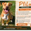 Ptilu