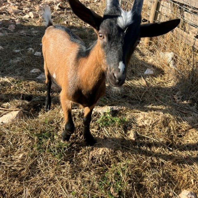 Dicaprio - Animal de ferme Bouc à adopter