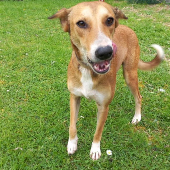 Zoreille - Chien Berger à adopter