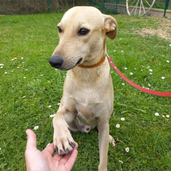 Naguis - Chien Berger à adopter