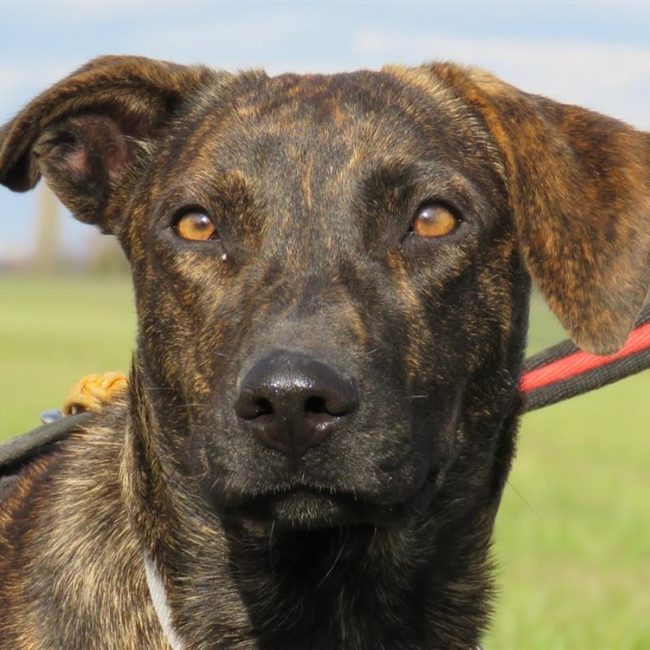 Sunny - Chien à adopter