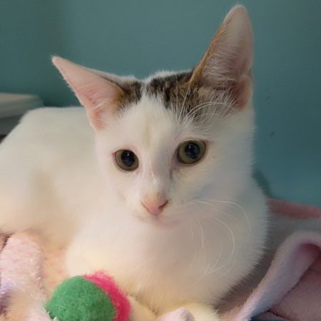 Elba - Chat Européen à adopter