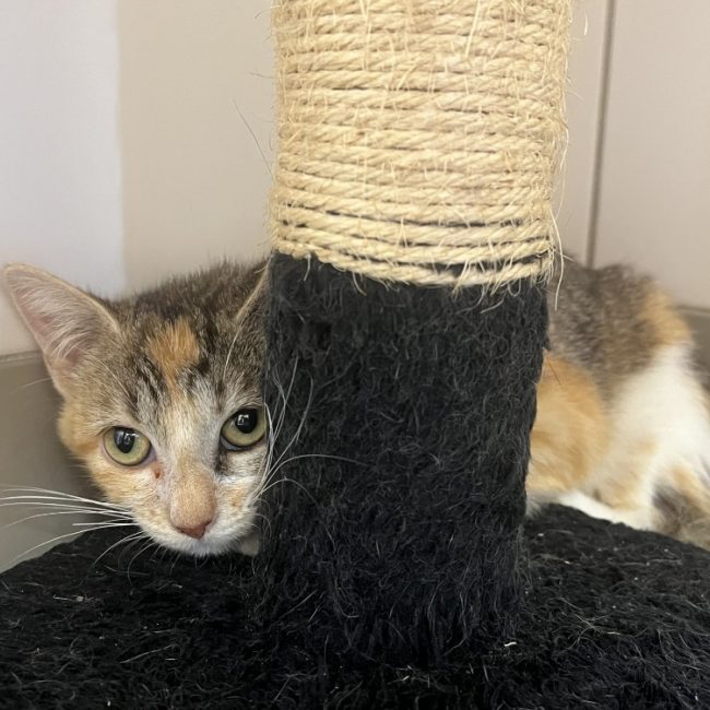 Brindille - Chat Européen à adopter