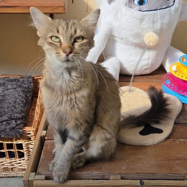 Mueza - Chat Européen à adopter