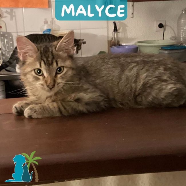 MALYCE - Chat Européen à adopter