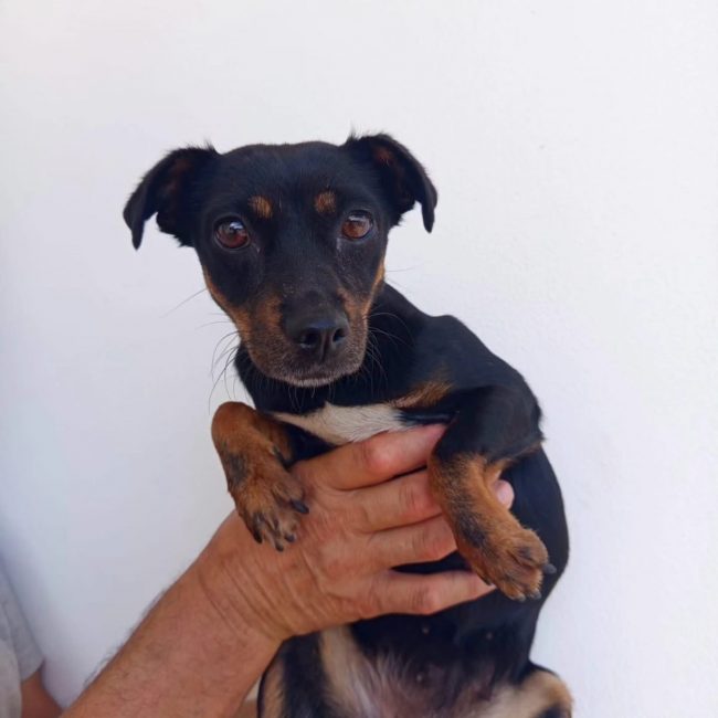 Zara - Chien à adopter
