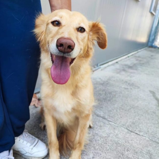 Lacy - Chien à adopter