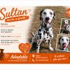 Sultan
