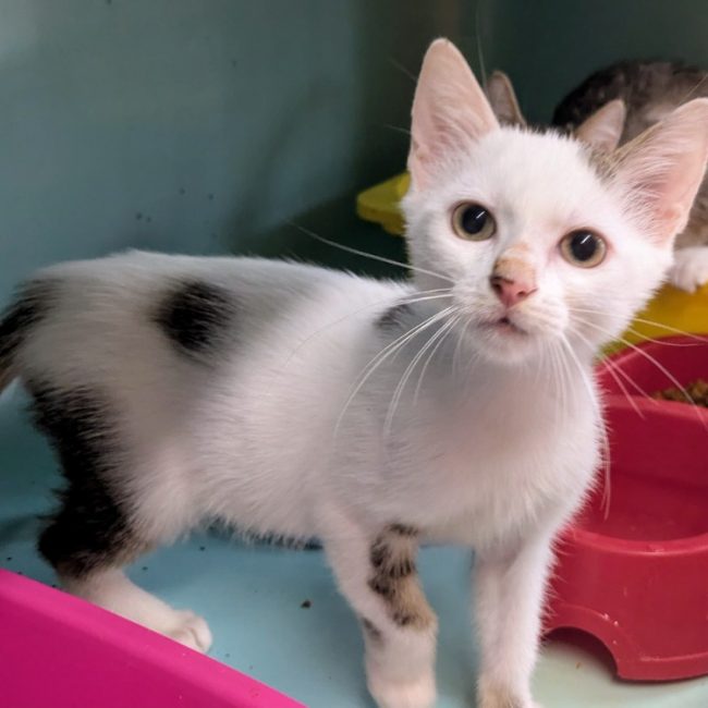 Othello - Chat Européen à adopter