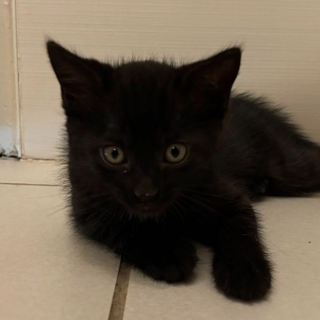 LUNA