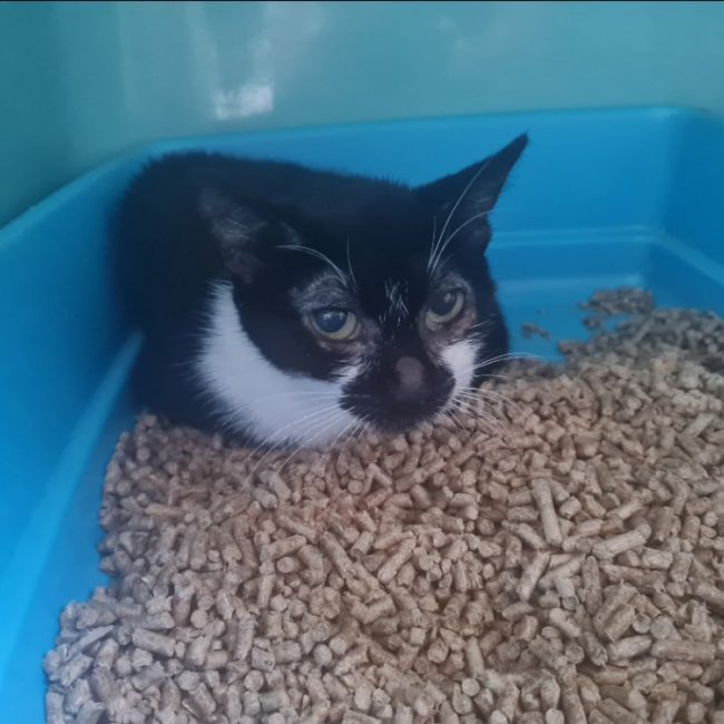Azalee - Chat Européen à adopter