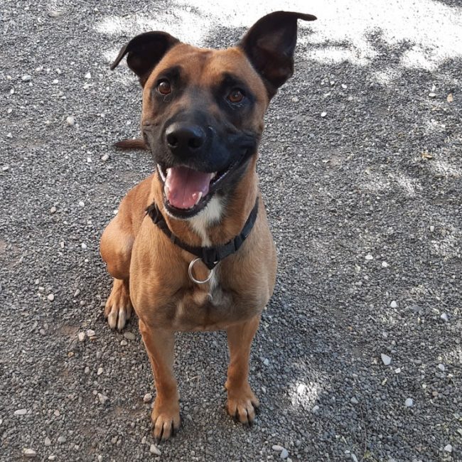 Open - Chien à adopter