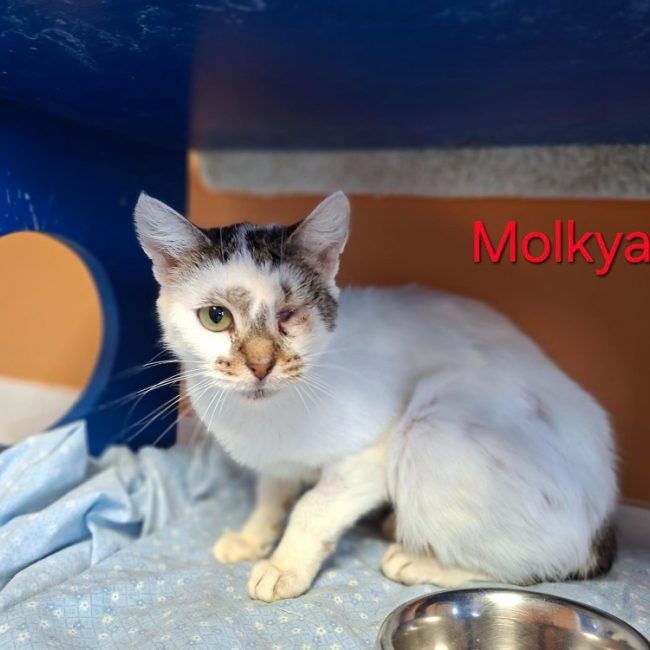 Molkya