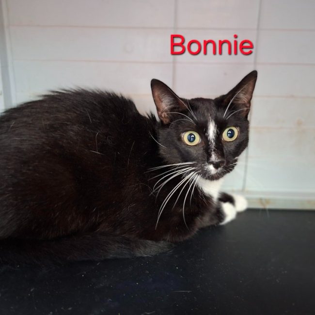 Bonnie