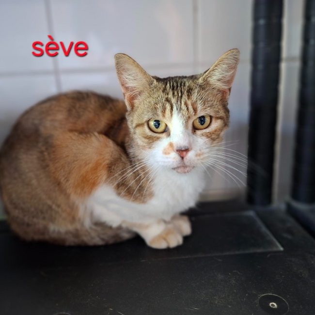 Sève