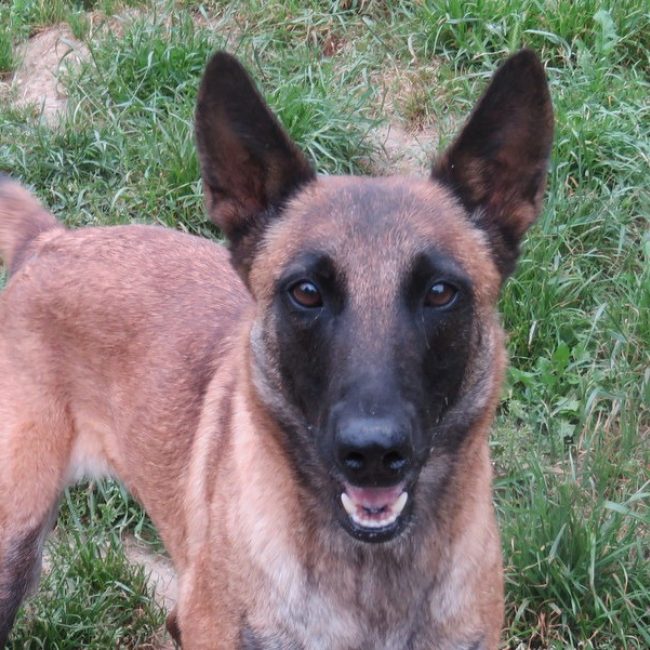 Supra - Chien Berger Belge Malinois à adopter