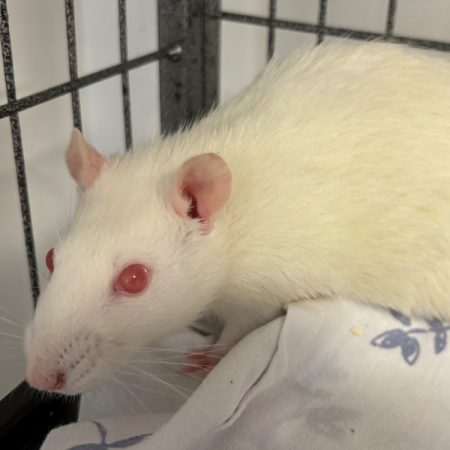 Florence - Rongeur Rat à adopter