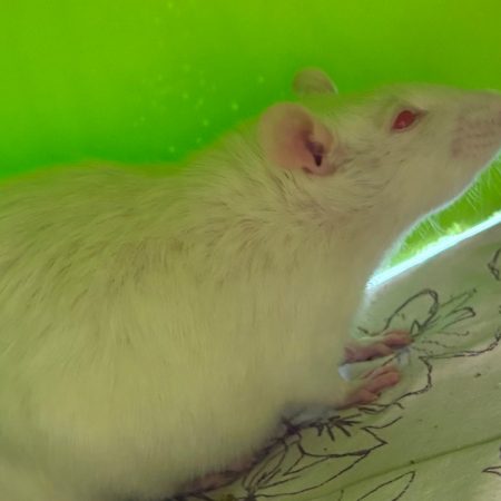 Louise - Rongeur Rat à adopter