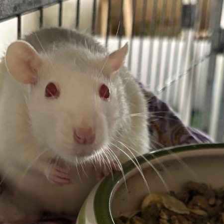 Julie - Rongeur Rat à adopter
